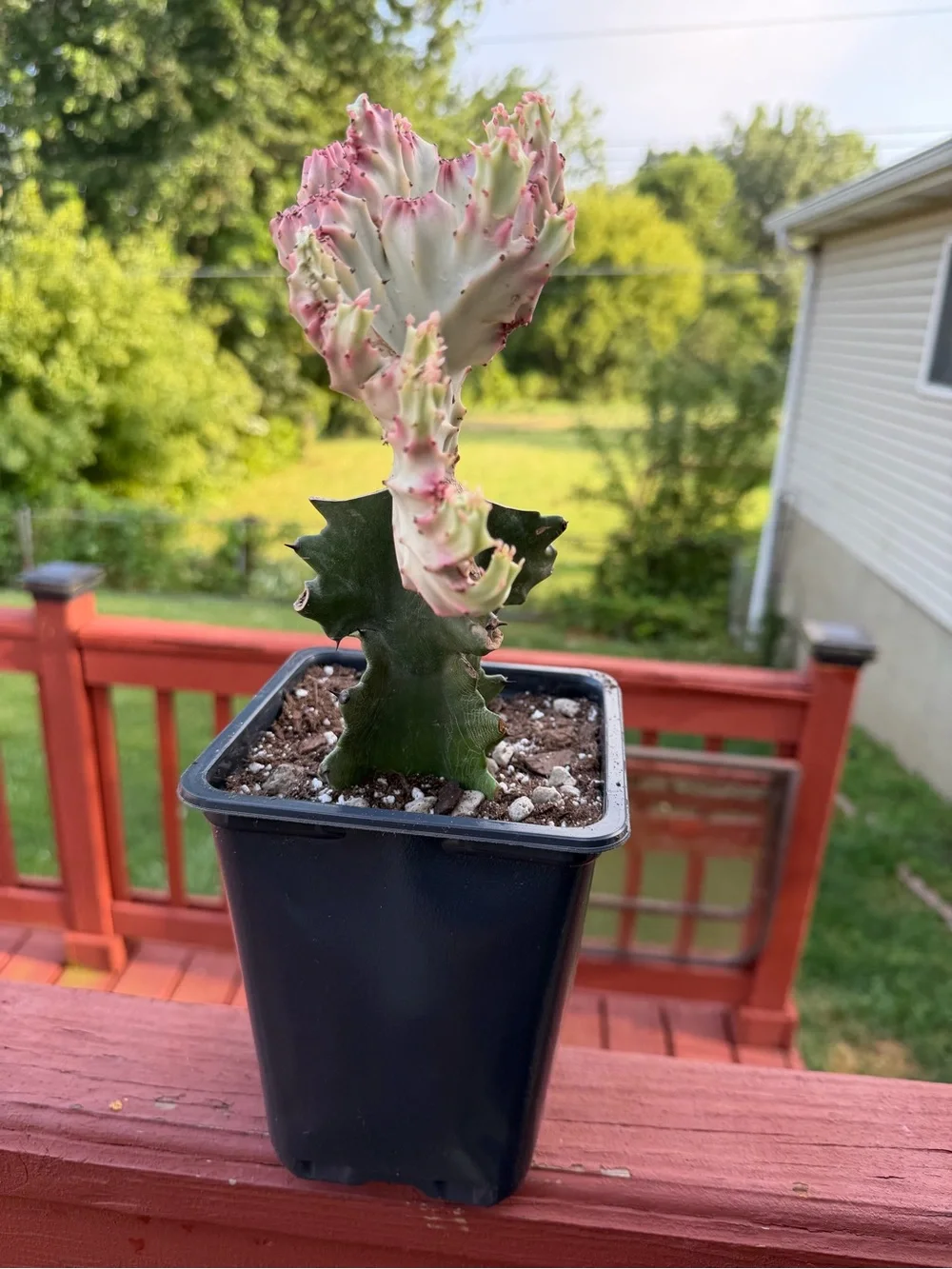 Variegated Pink and Green Mermaid/Coral Cactus - Home Accents